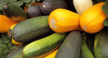 Je možné zasadit cuketu na otevřeném prostranství v srpnu a červenci?